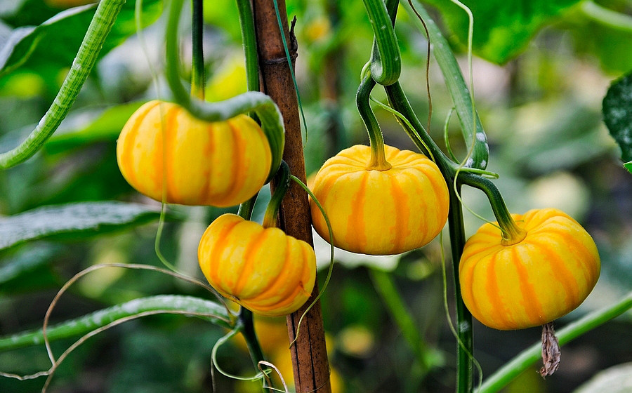 玩具南瓜令人耳目一新