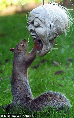 爆笑松鼠戴僵尸头颅面罩恐怖吓人