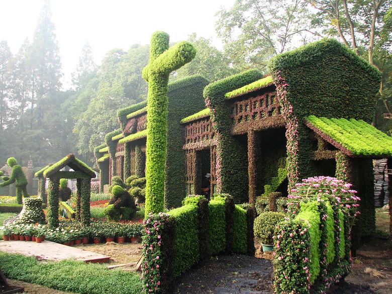 杭州植物园菊花展初探 第 1 /58张 img_0976.