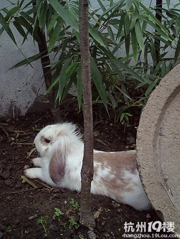 6个月成年蓝灰色长毛垂耳兔.