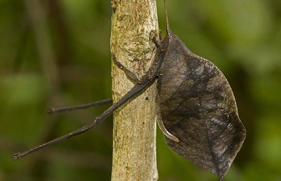 大自然中令人惊叹的巧妙隐身术