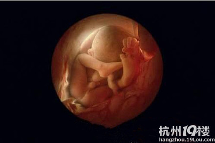 22周胎儿有多大了图片图片