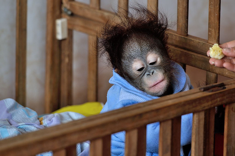 杭州野生动物园里的小猩猩