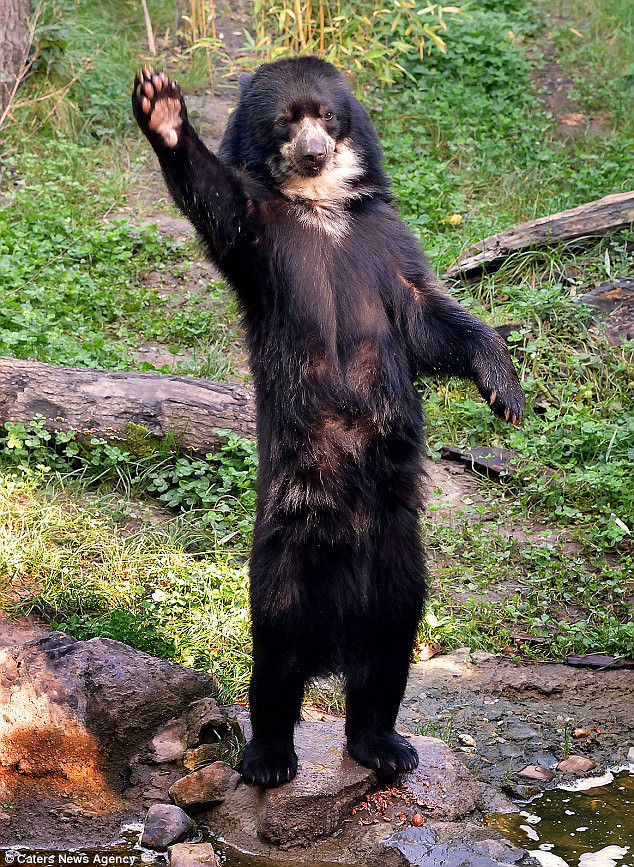 德动物园黑熊招手要食萌态十足
