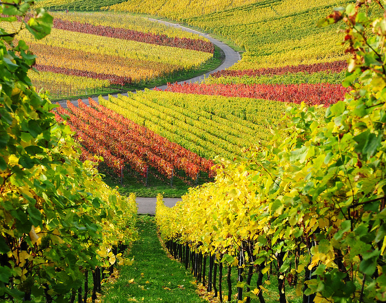 葡萄园-风景照-19摄区-杭州19楼