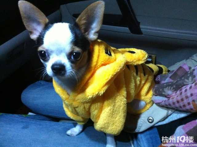 一只贪吃又贪睡的吉娃娃--皮蛋小狗