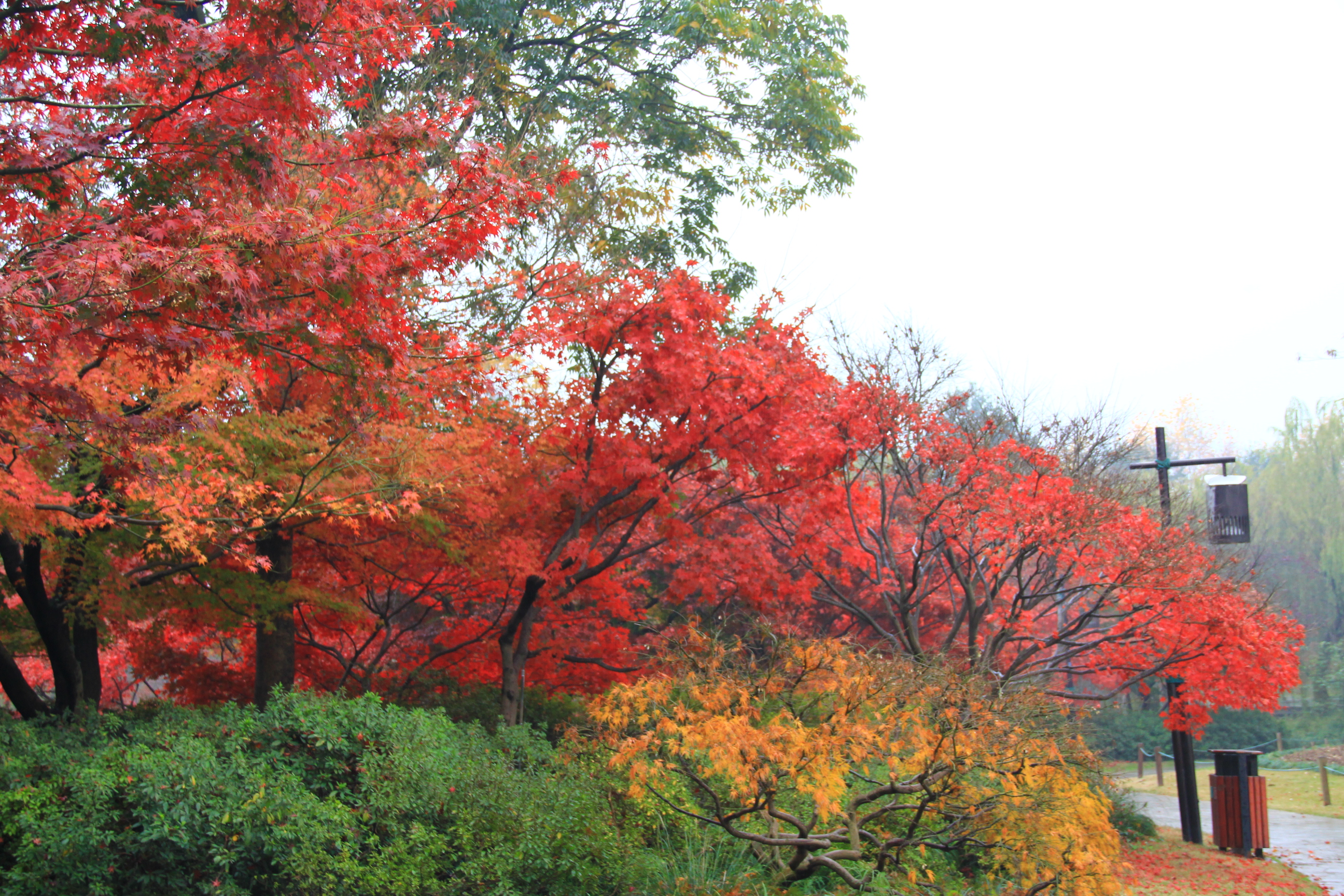 霜叶红于二月花-风景照-19摄区-杭州19楼