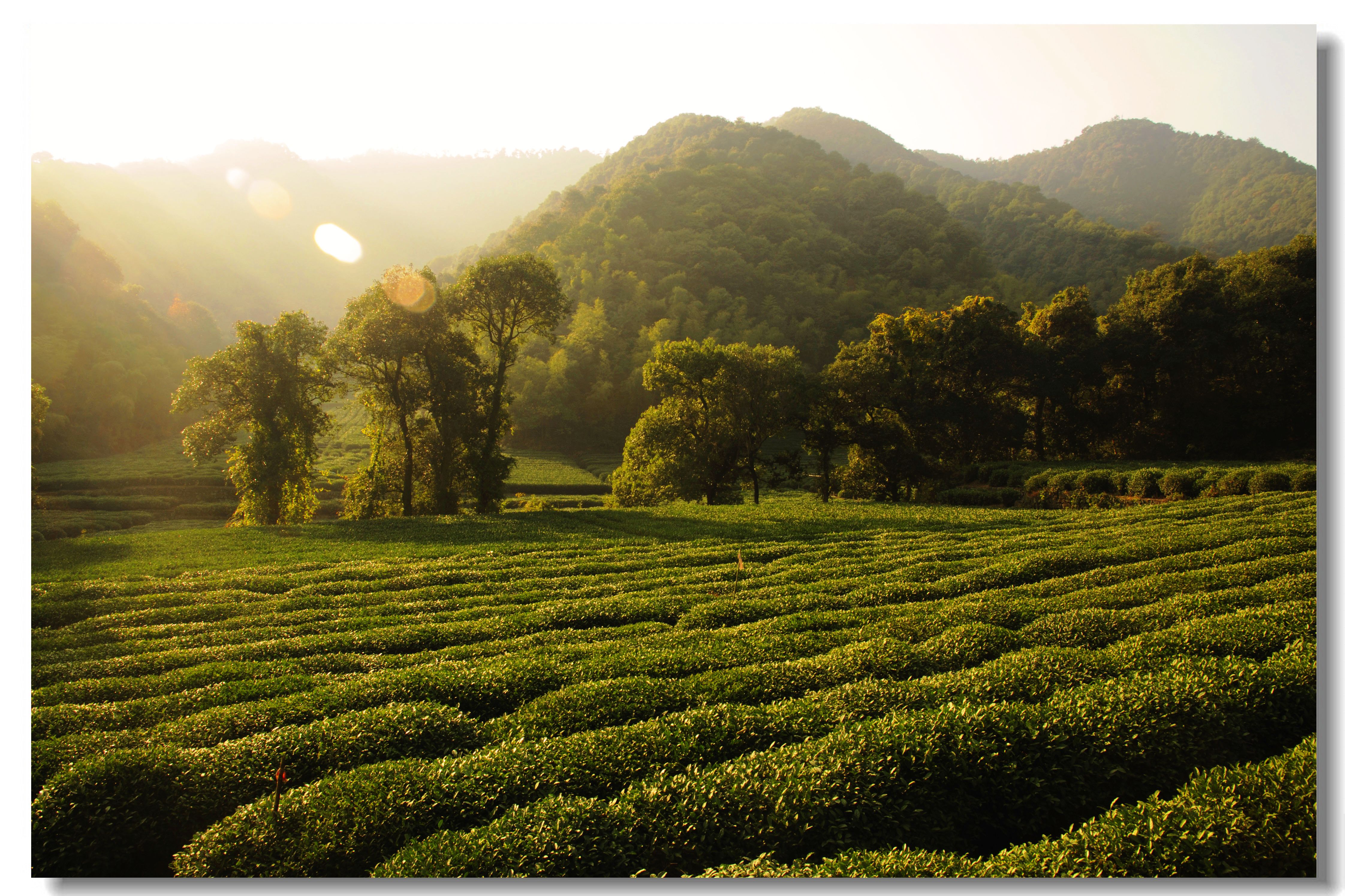 梅家坞无秋色 -风景照-19摄区-杭州19楼