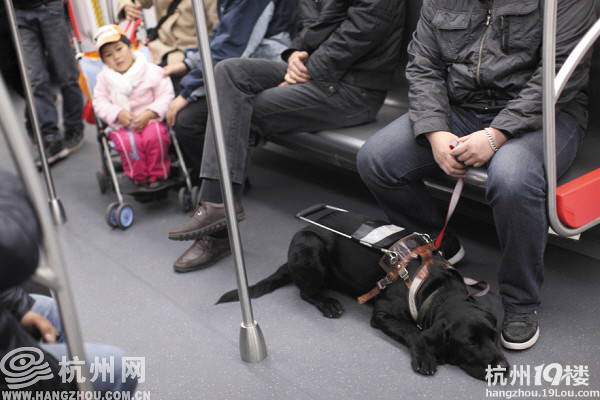 导盲犬和主人一起乘地铁