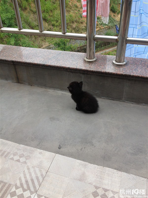 这就是先做了手术出院后得了猫瘟的小二。