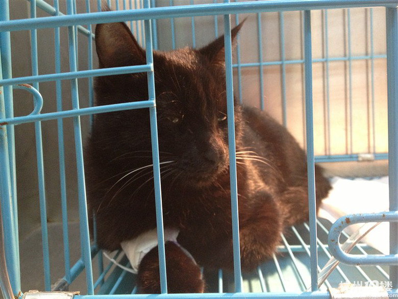 这就是先做了手术出院后得了猫瘟的小二。