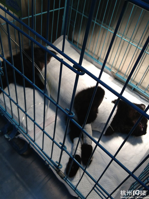 这就是先做了手术出院后得了猫瘟的小二。