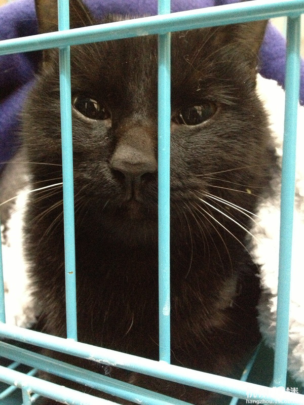 这就是先做了手术出院后得了猫瘟的小二。