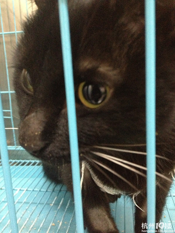 这就是先做了手术出院后得了猫瘟的小二。