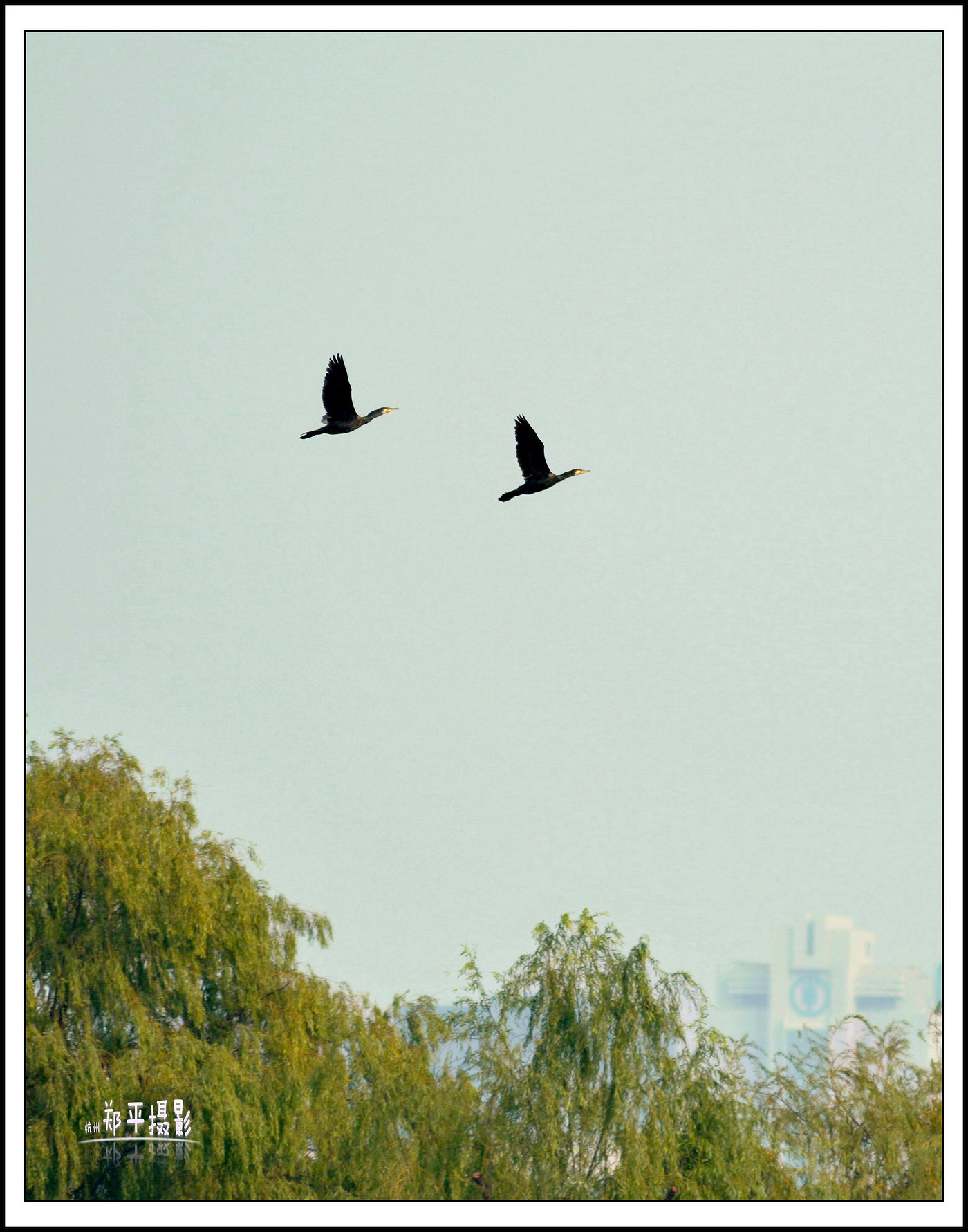 鱼鹰(鸬鹚)-其他-19摄区-杭州19楼