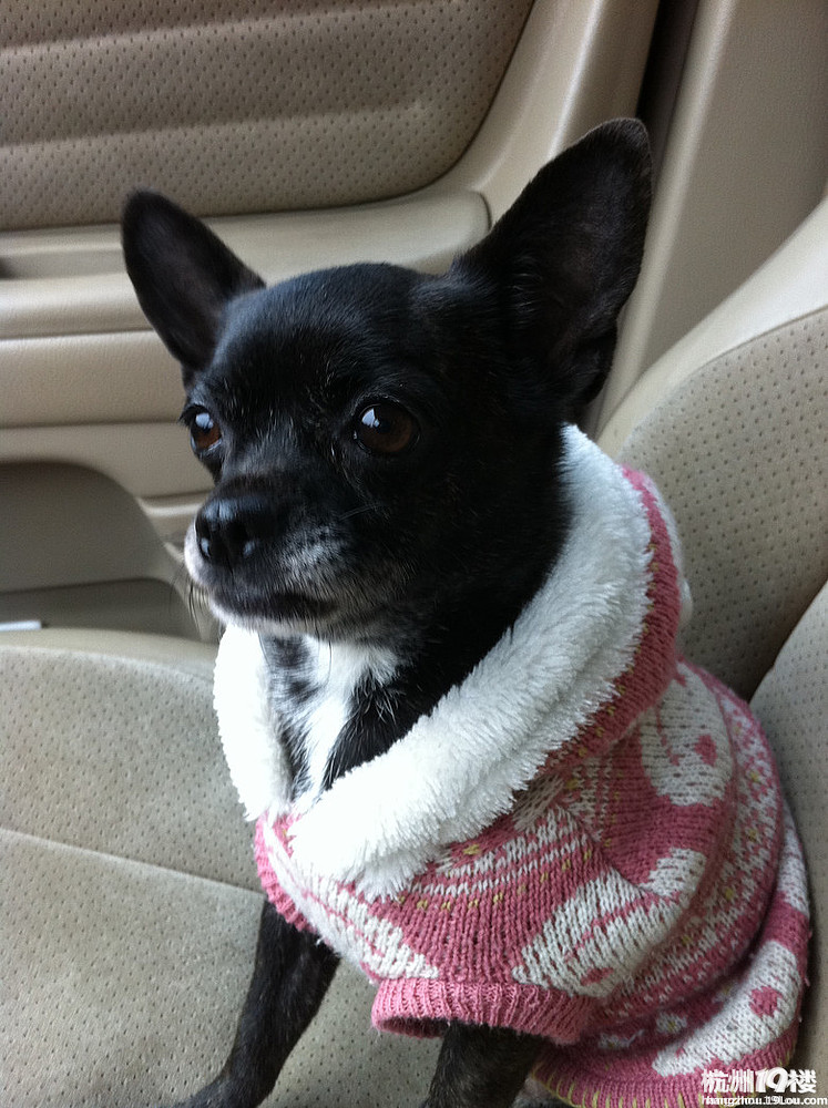 急寻12月4日晚上在湖墅南路红石中央花园附近走失的黑色吉娃娃.