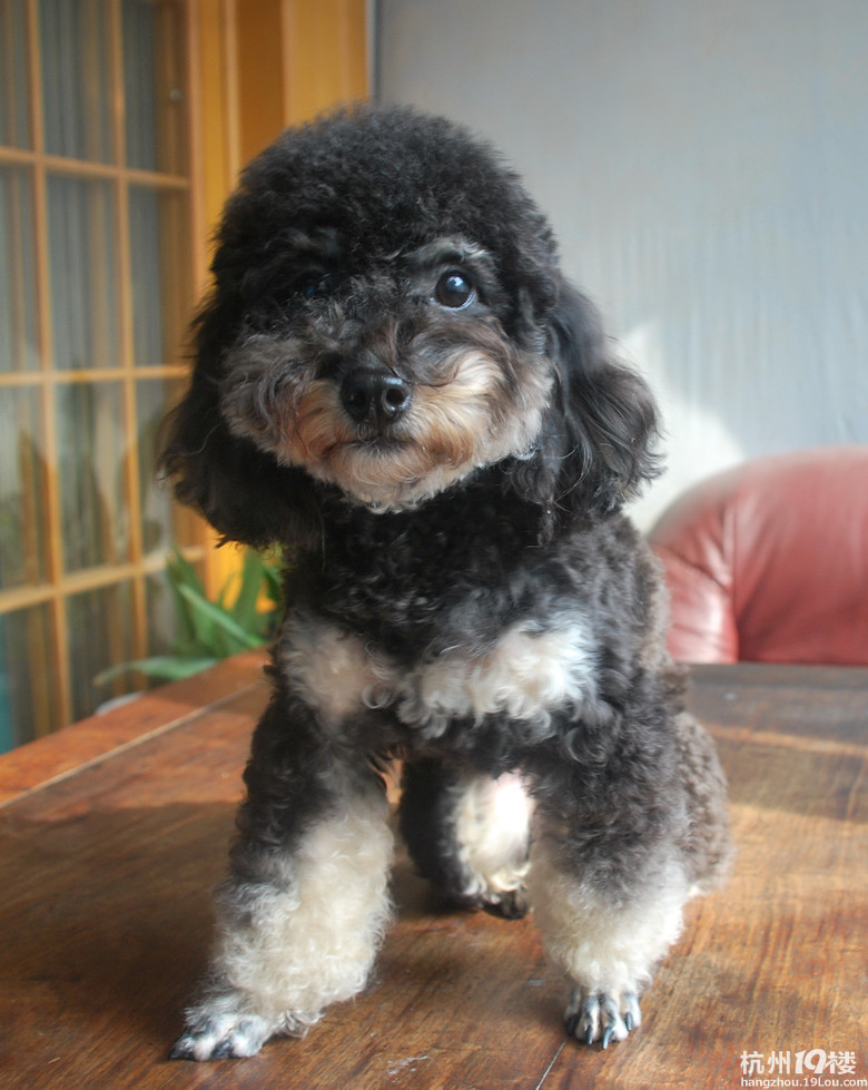 我们家的玩具花贵宾(铁包银)mm