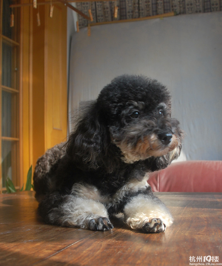 我们家的玩具花贵宾(铁包银)mm