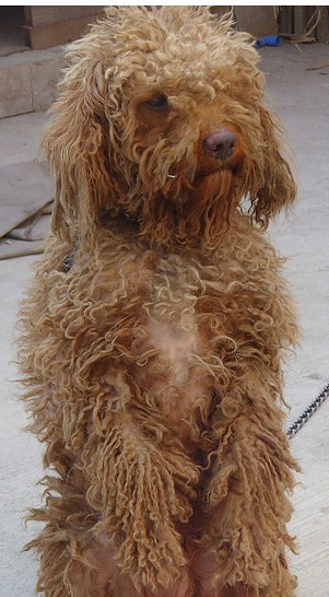 从小受苦的驴蛋蛋红贵找新家啦已找到合适主人