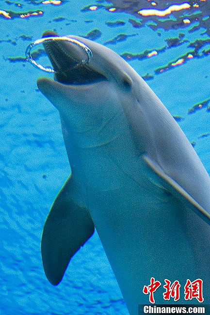 小海豚童心未泯 吐泡泡自娱自乐