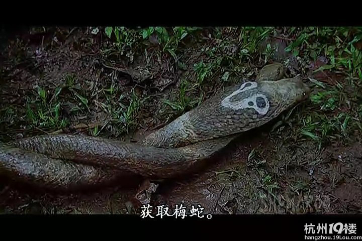 【贴图看电影】印度恐怖片《美女蛇》这次总没