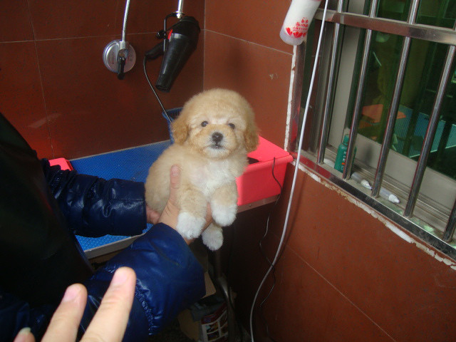 四脚踏雪有木有?