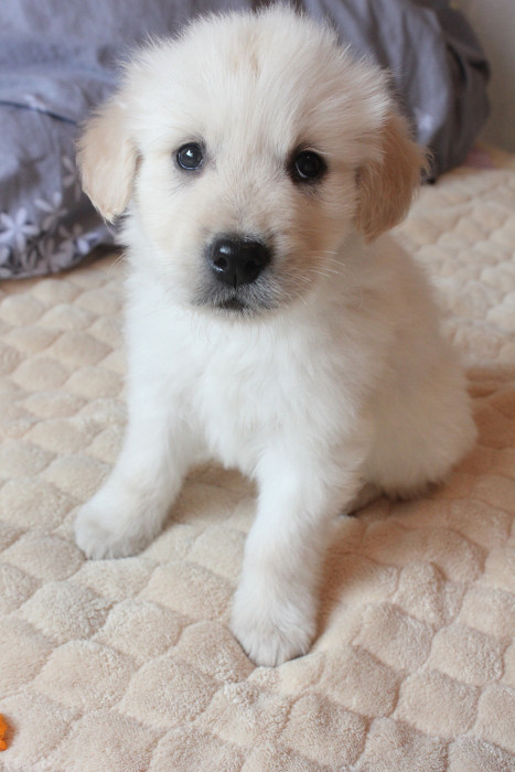 狗崽也爱玩自拍 小崽们都很萌哦,爱狗的ddmm可以看看哦