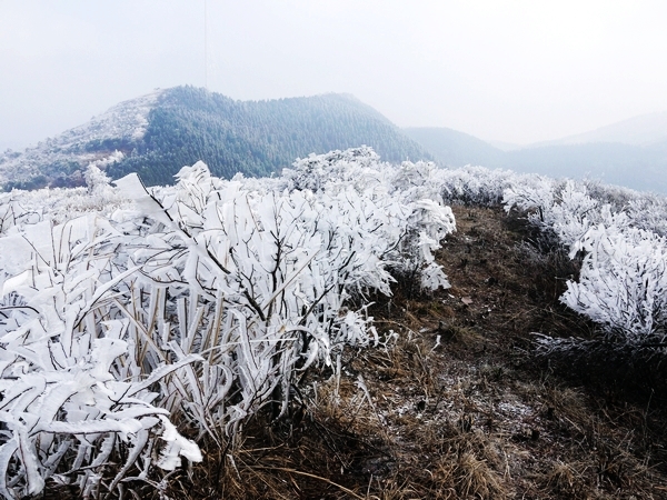 四明山欣賞冰花 霧凇