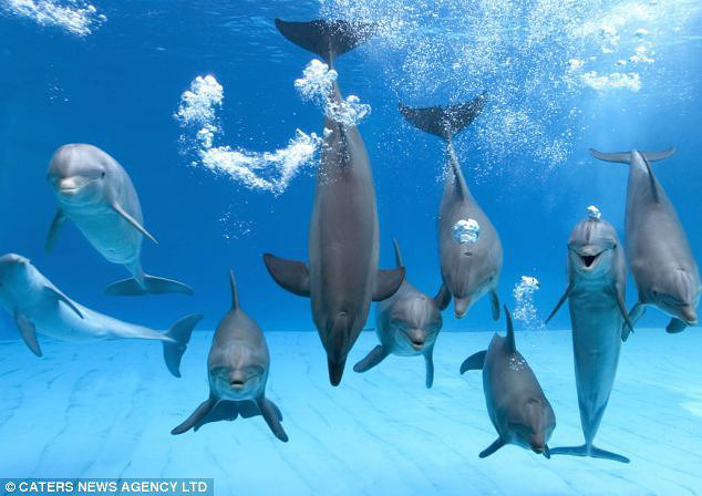 超萌海豚水中吐泡泡