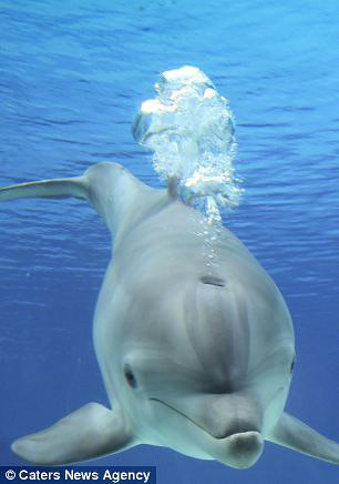 超萌海豚水中吐泡泡