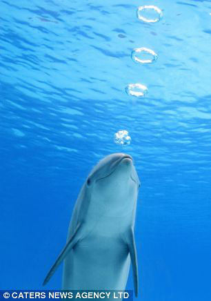 超萌海豚水中吐泡泡