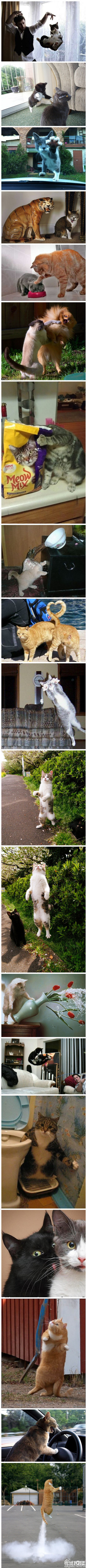 猫奴们。，发福利咯