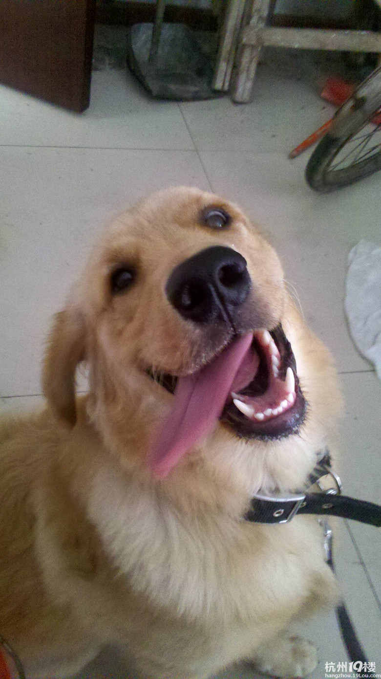 家有大壮狗一枚,和各位分享