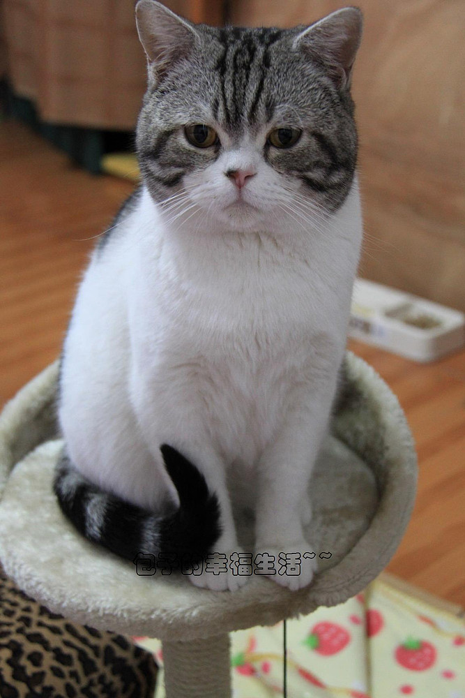 美国短耳猫家养海量生活照片show求爱猫的主人领养