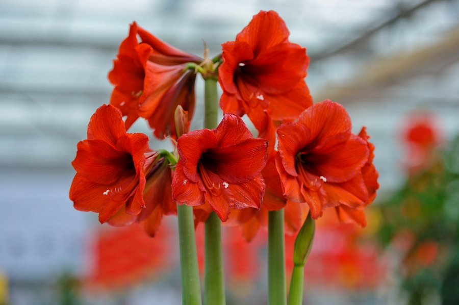 冬虹越花卉【灿烂热烈朱顶红】