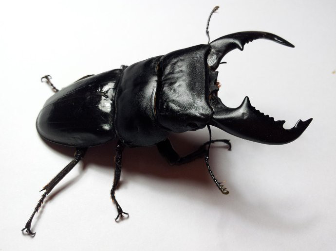 一种新起的异宠—甲虫宠物