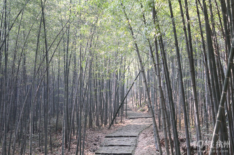 【8隊(duì)】冬日杭州，帶著父母走走吃吃、看看停停