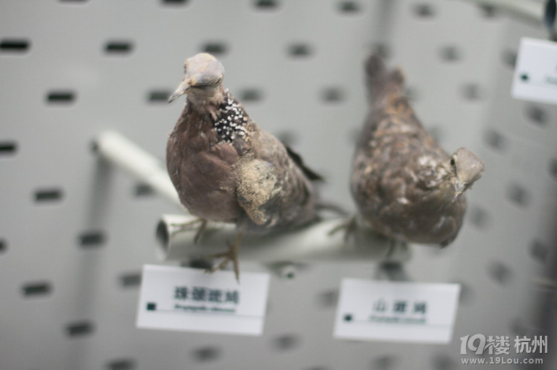 【8隊(duì)】冬日杭州，帶著父母走走吃吃、看看停停