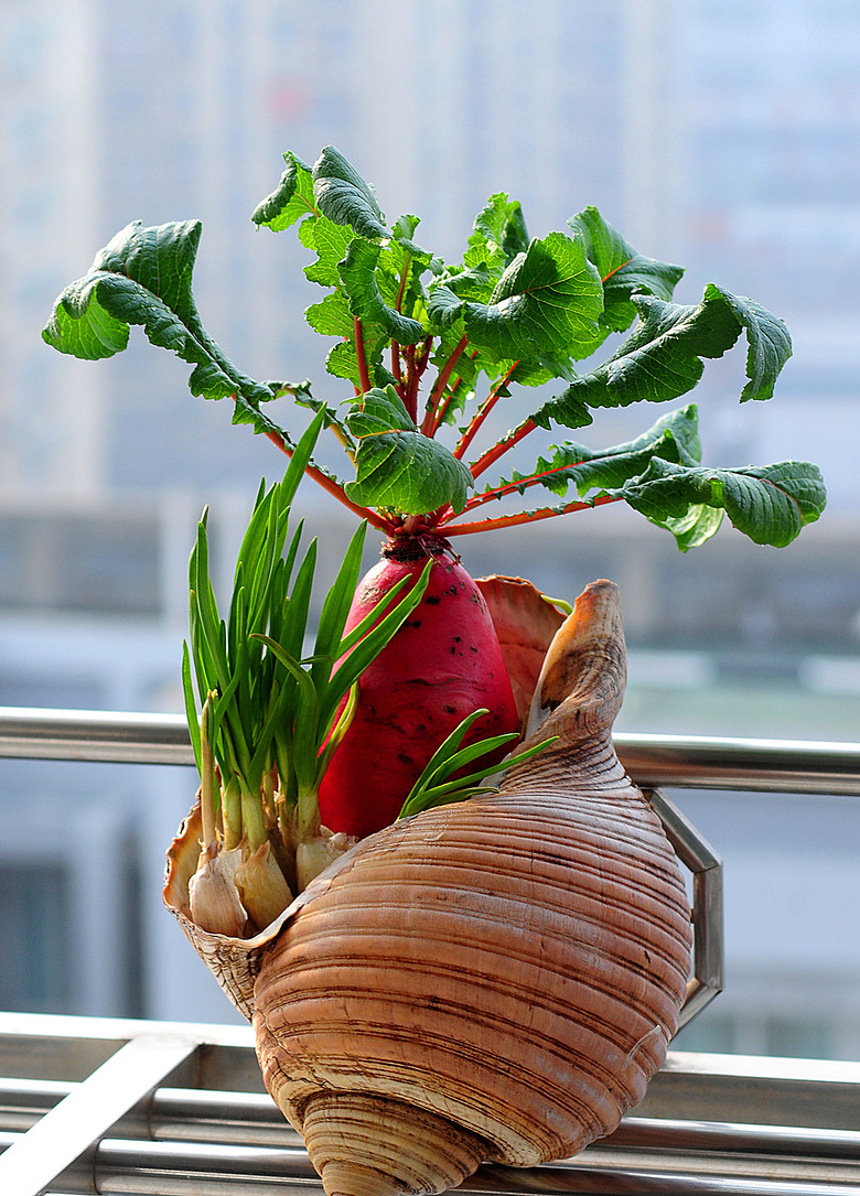 《萝卜盆景别有雅趣》