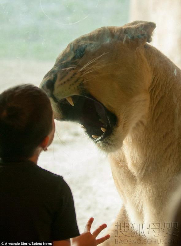 美雌狮隔玻璃与小男孩玩对视比赛