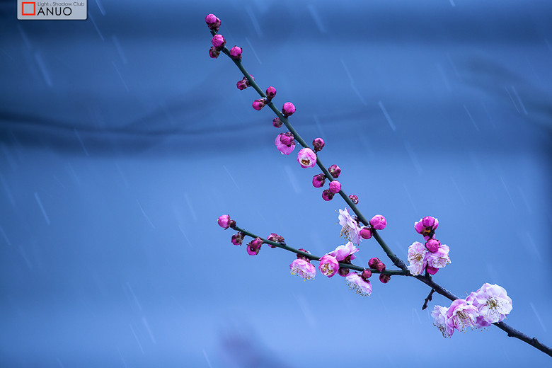傲雪寒梅,花开富贵