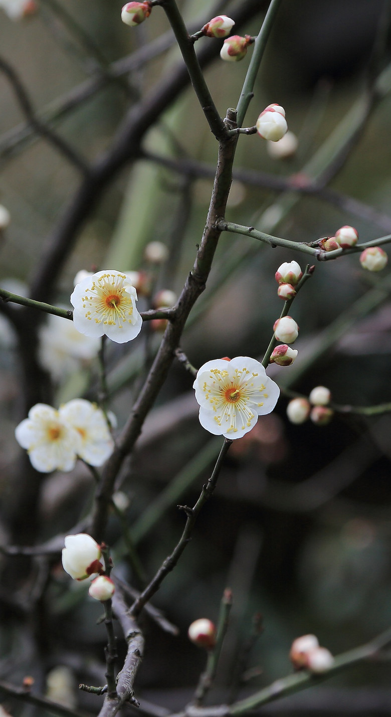 梅花香自苦寒来