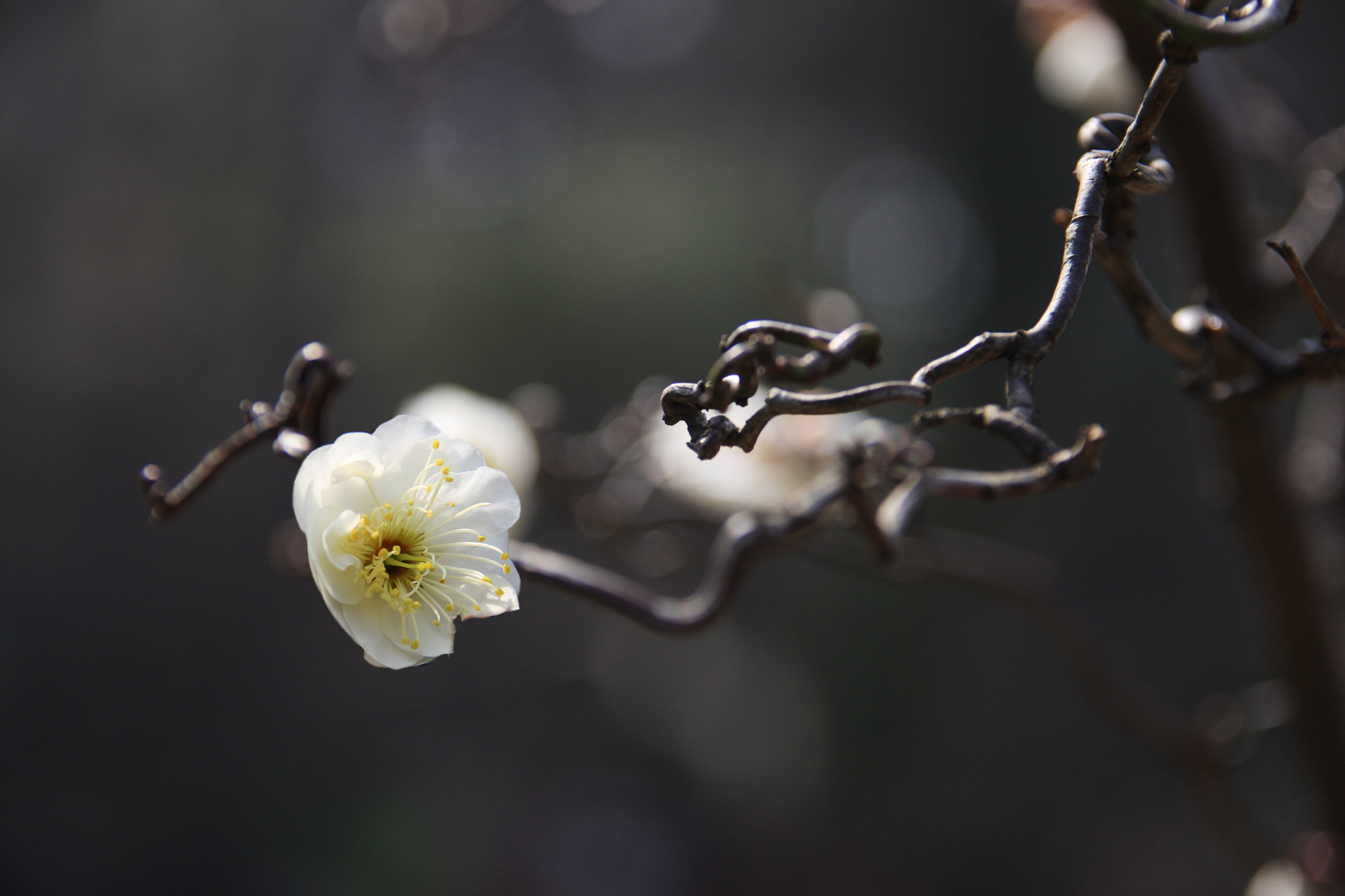 【 佳能40d—适马18～200龙游梅 】