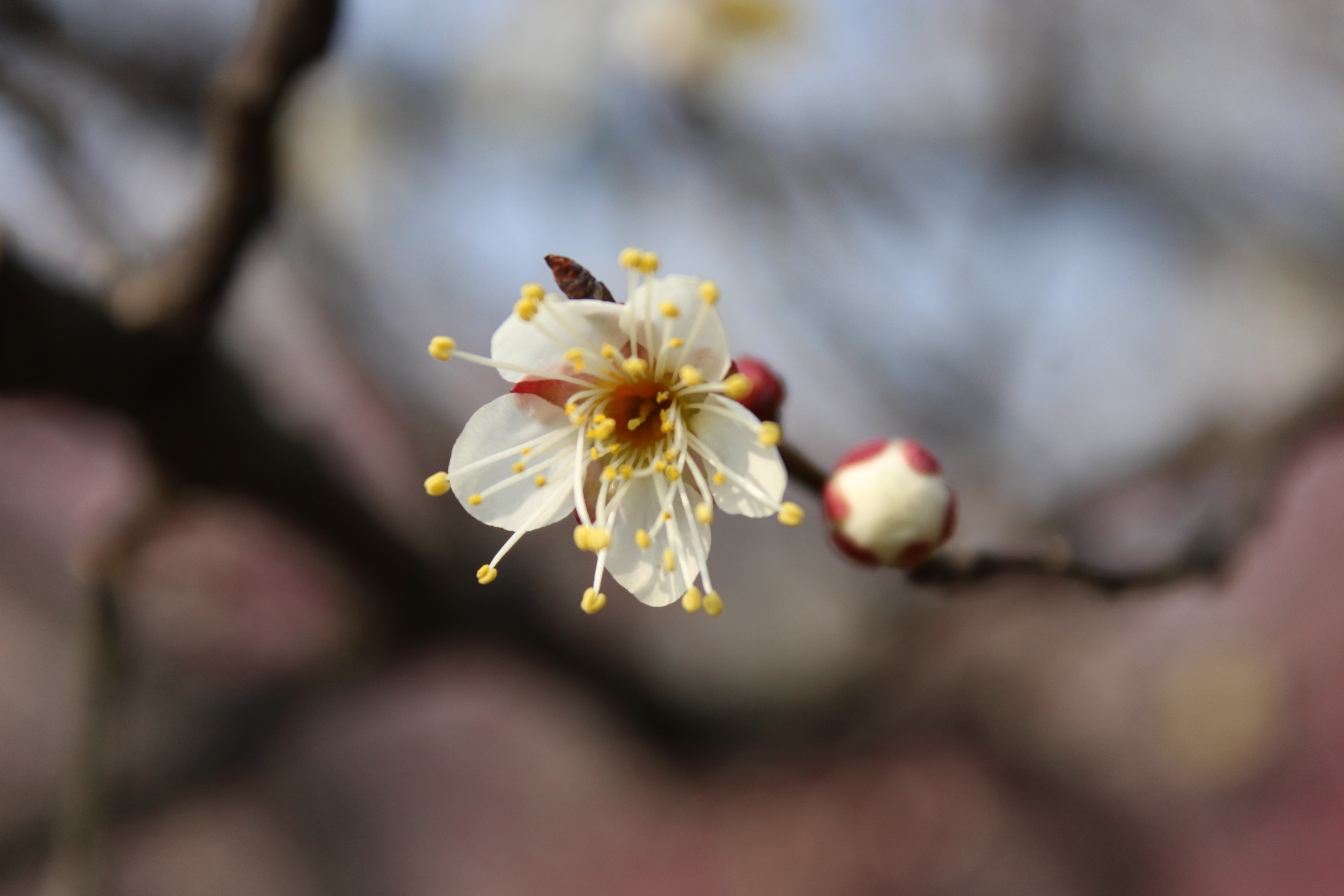 梅花香自苦寒来(新手孤山寻梅,求大师指点)
