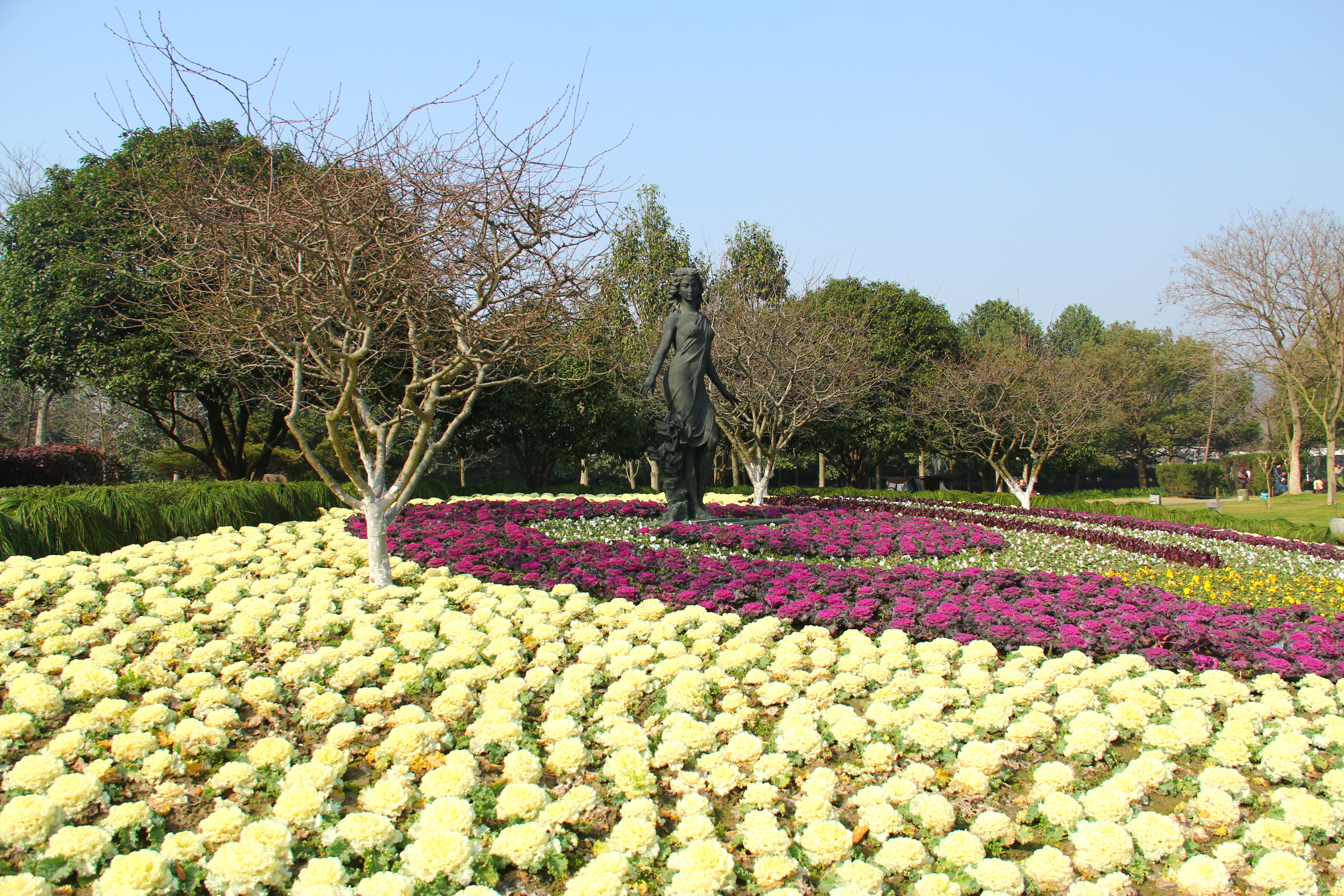 杭州花圃春光显