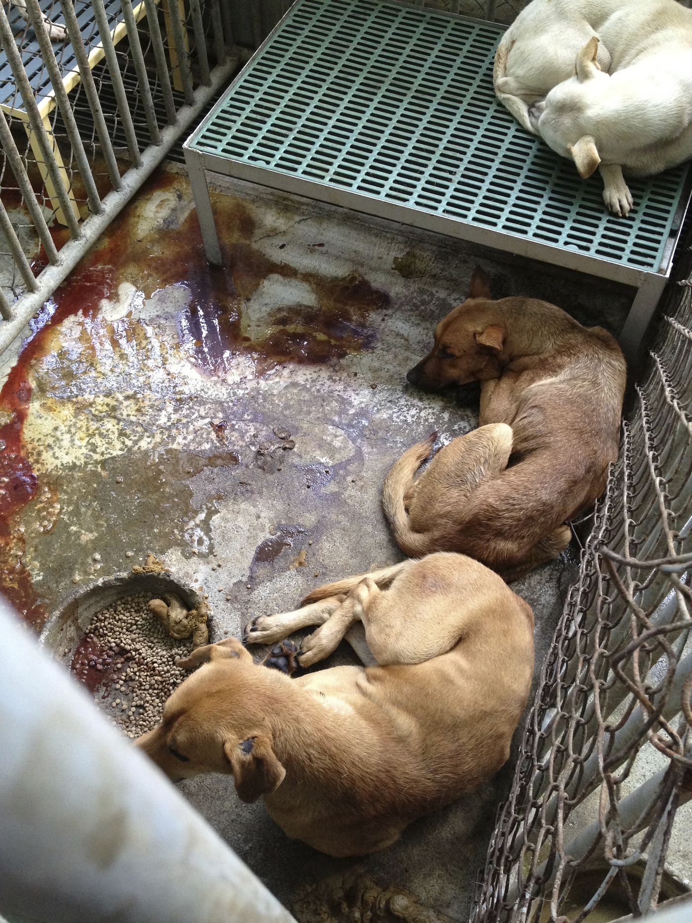 《十二夜》流浪动物影片救援计划