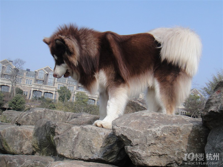 高大威猛阿拉斯加找老婆