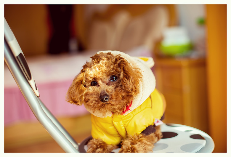 好天气,晒晒狗狗吧!