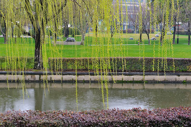 春雨霏霏柳丝长