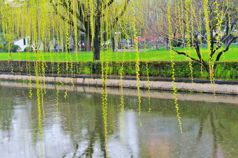 春雨霏霏柳丝长